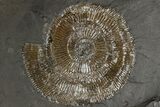 Pyritized Dactylioceras Ammonite On Shale - Germany #174260-1
